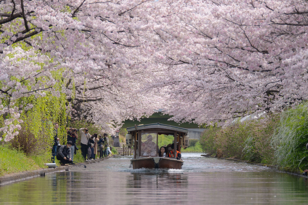 cherry blossom tunnel