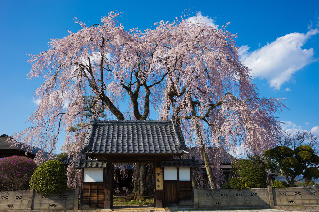 増泉寺　枝垂れ桜