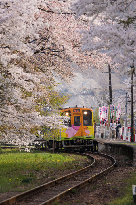 桜TRAIN