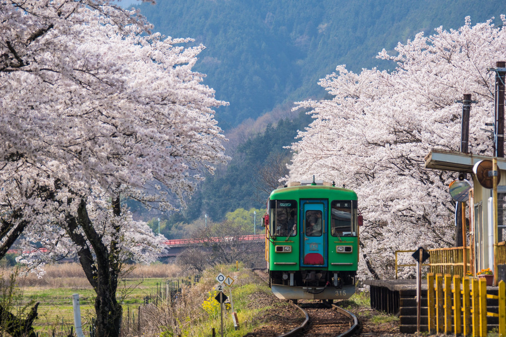 桜TRAIN