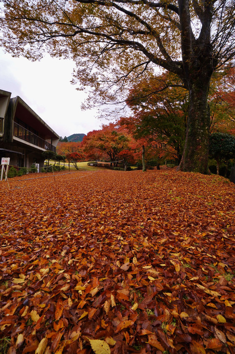 伊豆 天城峠(2)