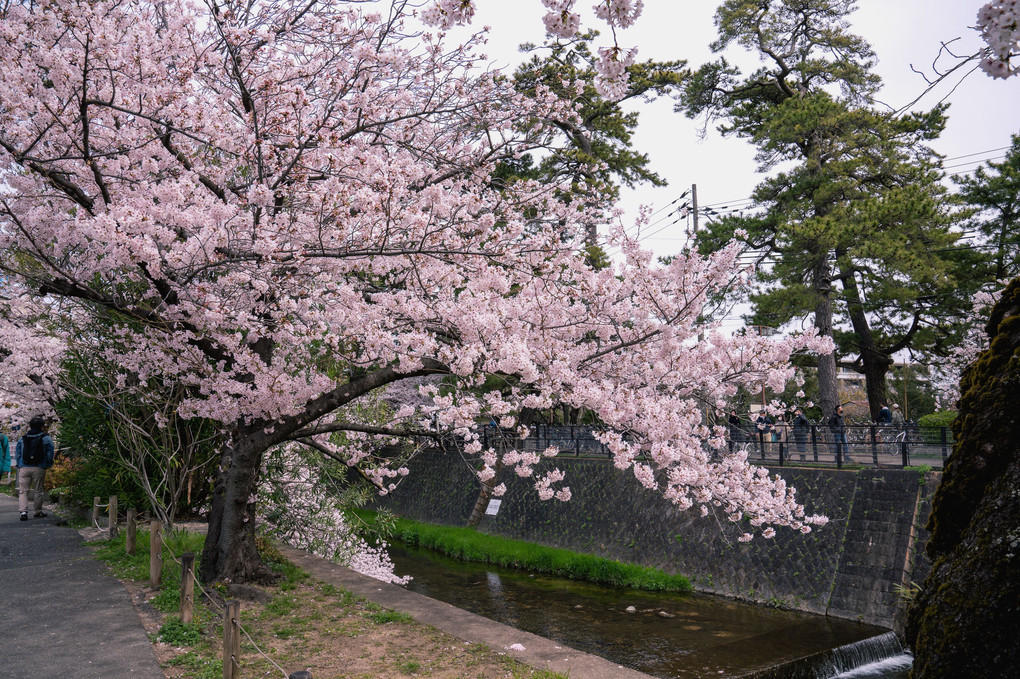 桜　2022　（６）