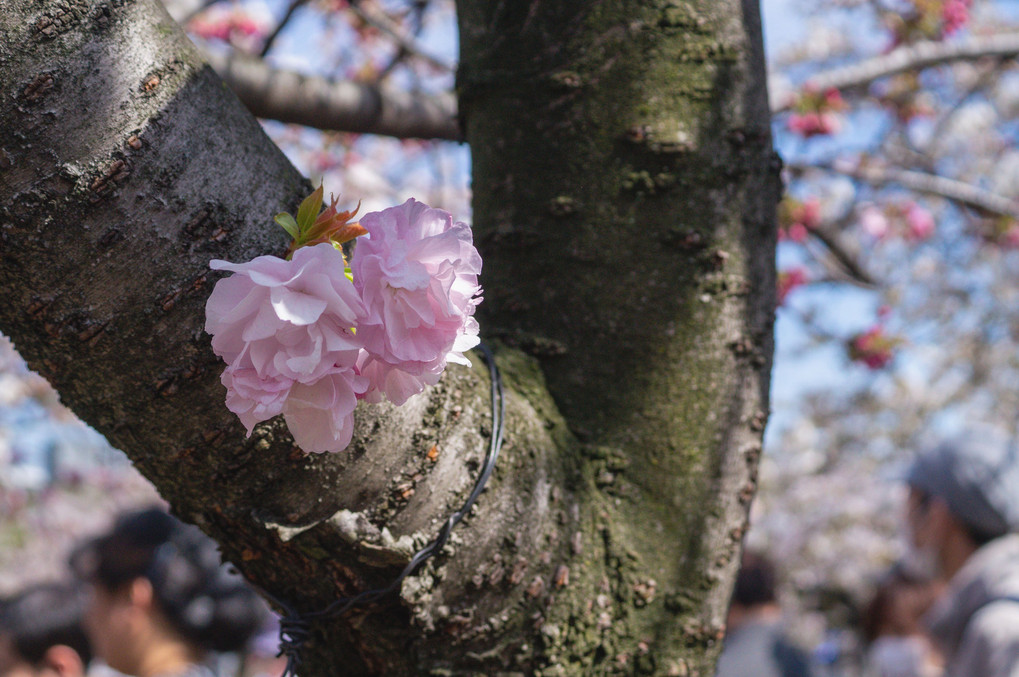 造幣局　桜の通り抜け　２０１９　（５）