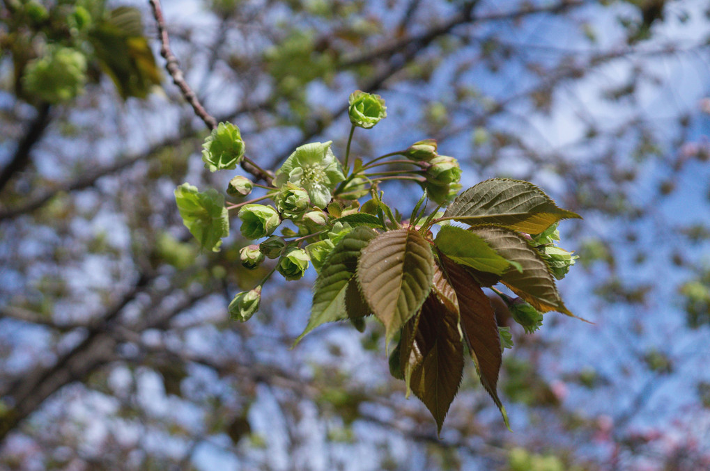 造幣局　桜の通り抜け　２０１９　（１３）