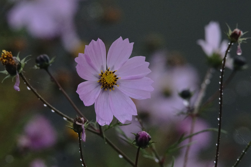 けさ(雨)の花たち