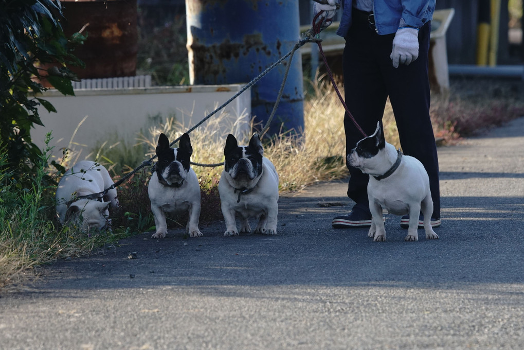 けさの散歩犬・猫たち