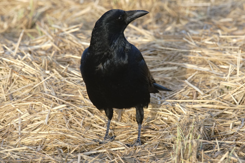 けさの鳥たち