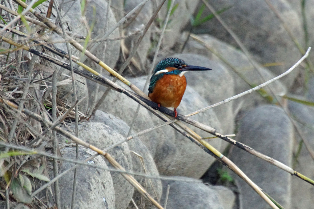 けさの鳥たち