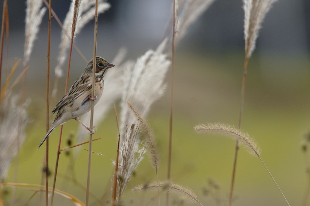 けさの鳥たち-３