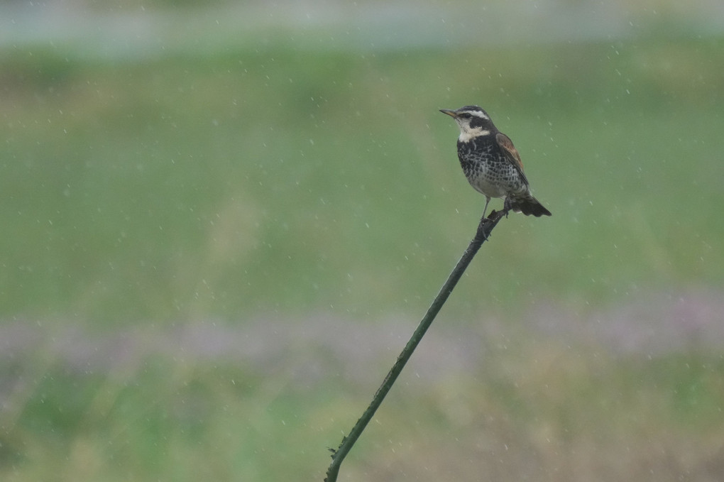 けさ(雨)の鳥たち-２