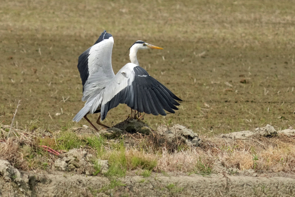 けさの鳥たち-１