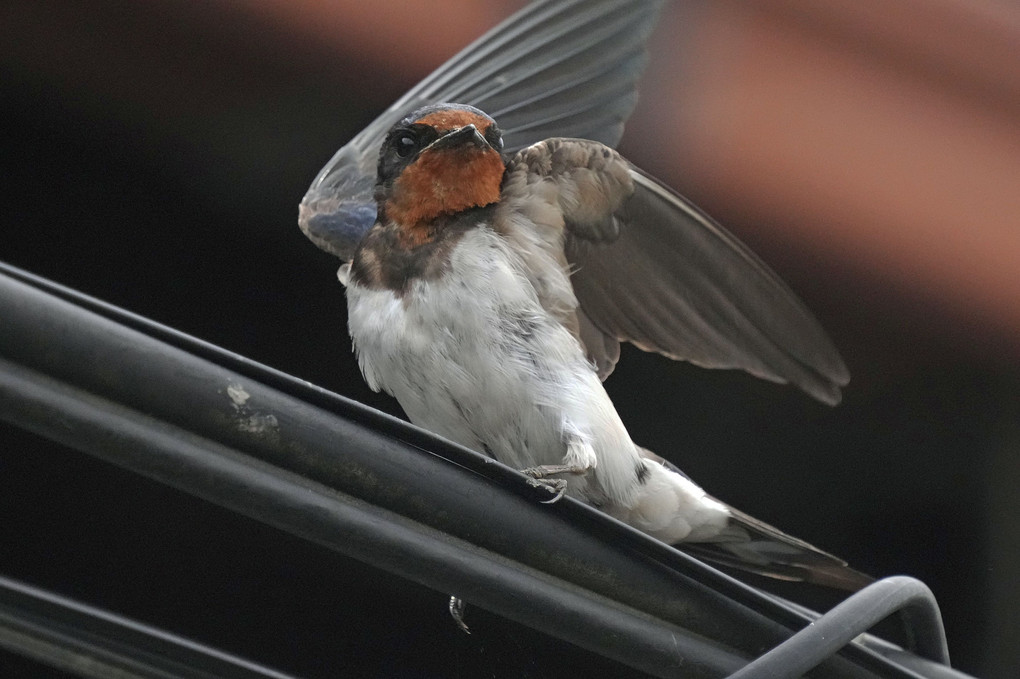 けさの鳥たち-１