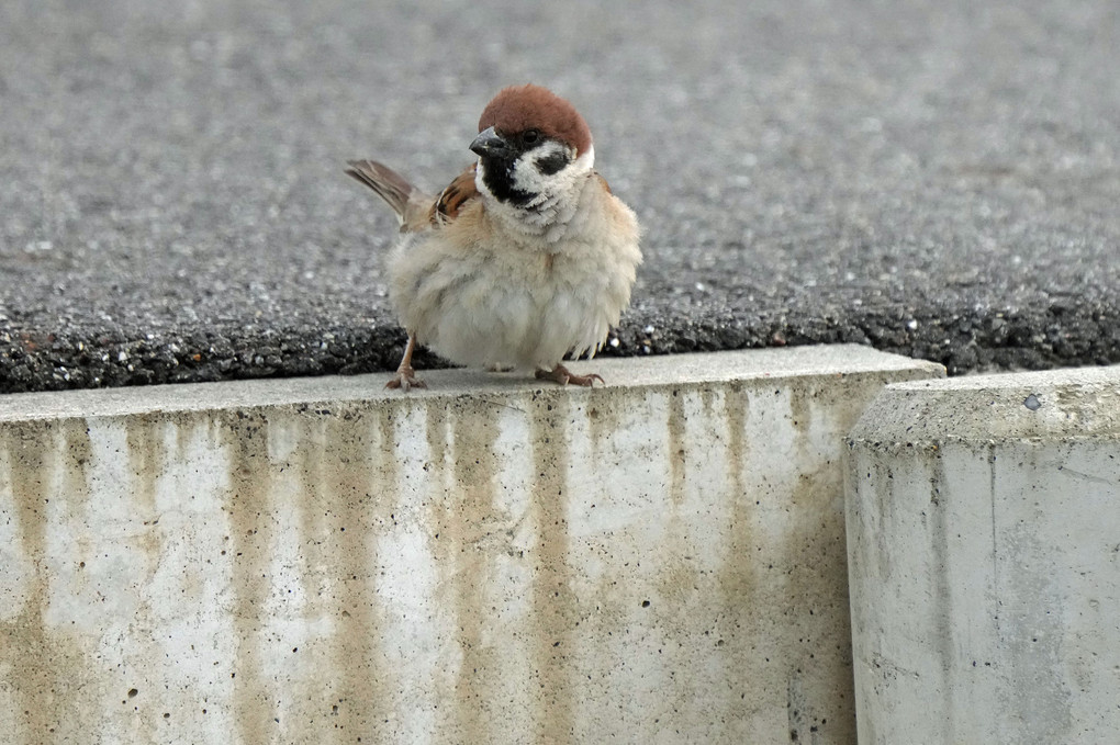 けさの鳥たち-１