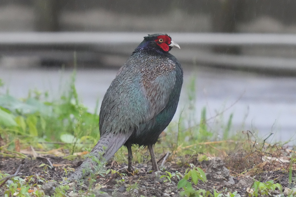 けさ(雨)の鳥たち