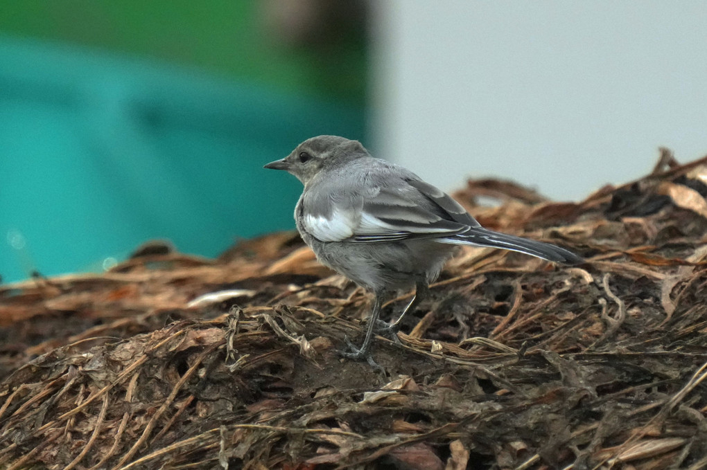 けさの鳥たち-２