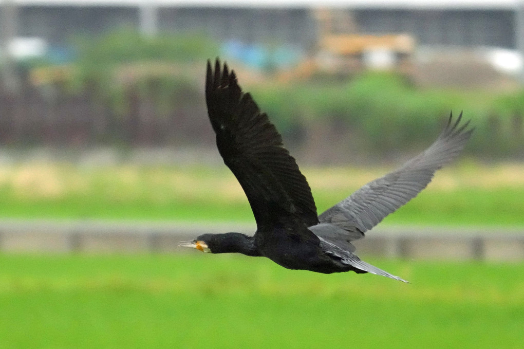 けさの鳥たち