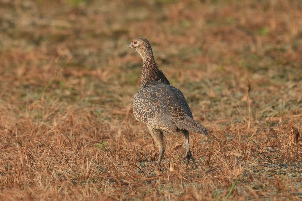 けさの鳥たち-２