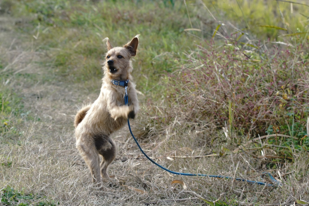 けさの散歩犬(野良上がり)