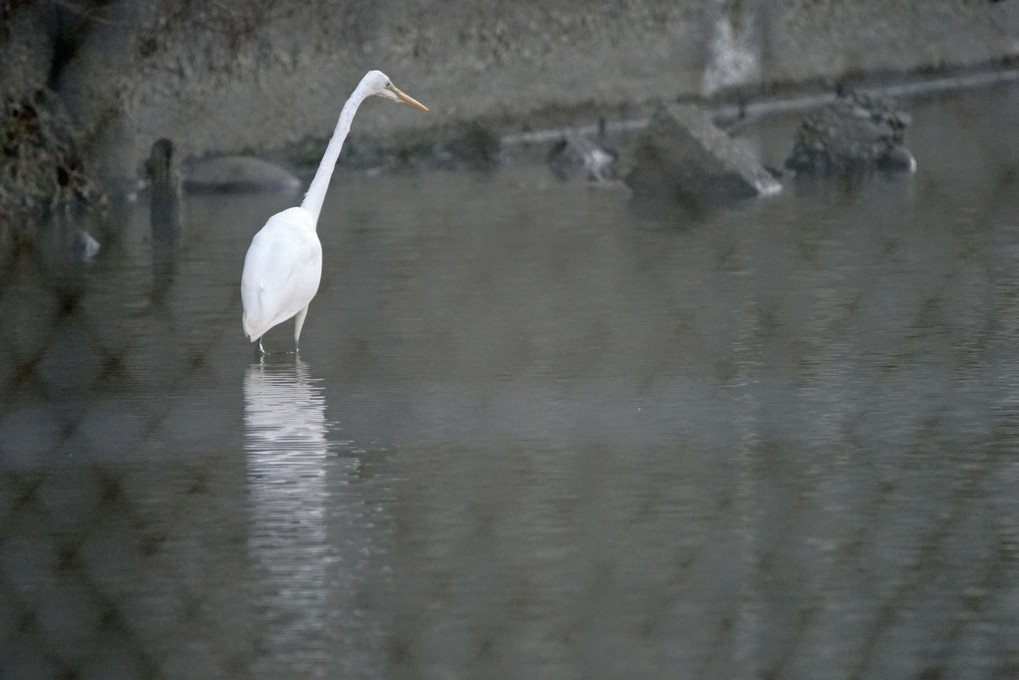 けさの鳥たち-１