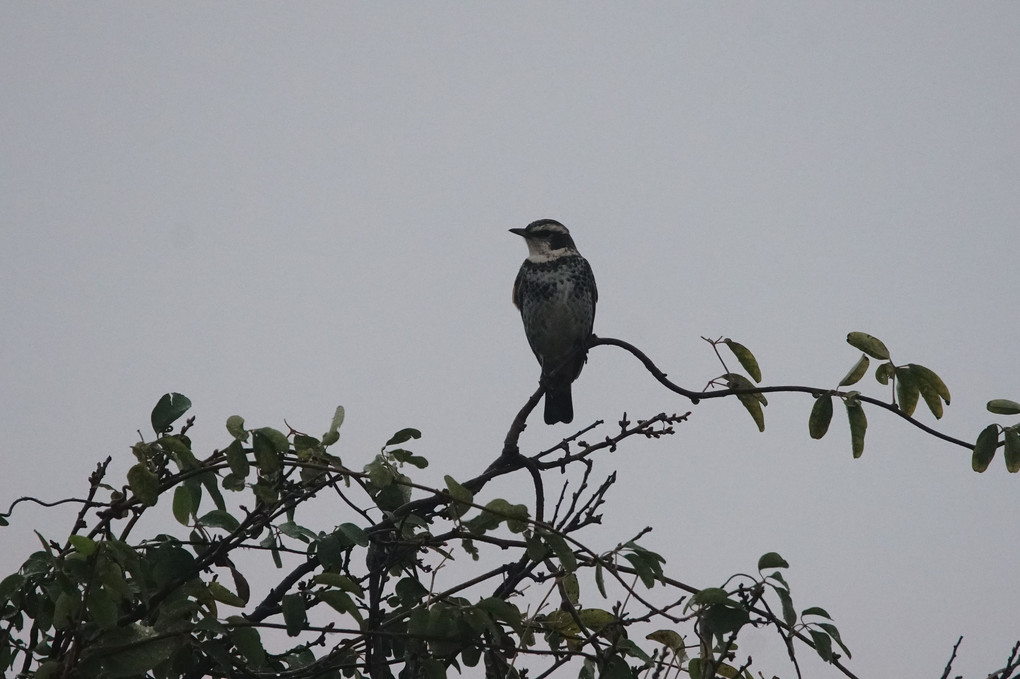 けさ(雨)の鳥たち