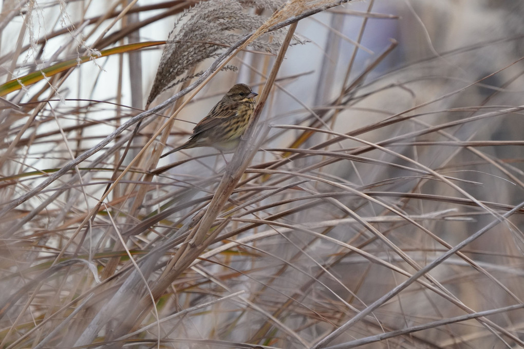 けさの鳥たち