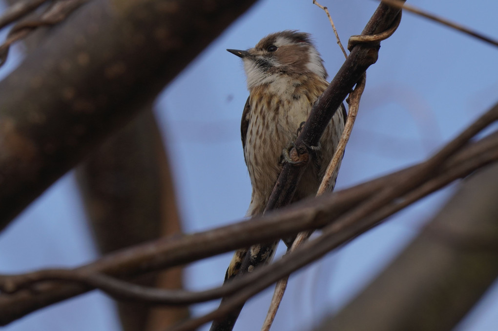 ワイルドネイチャープラザの鳥たち-１