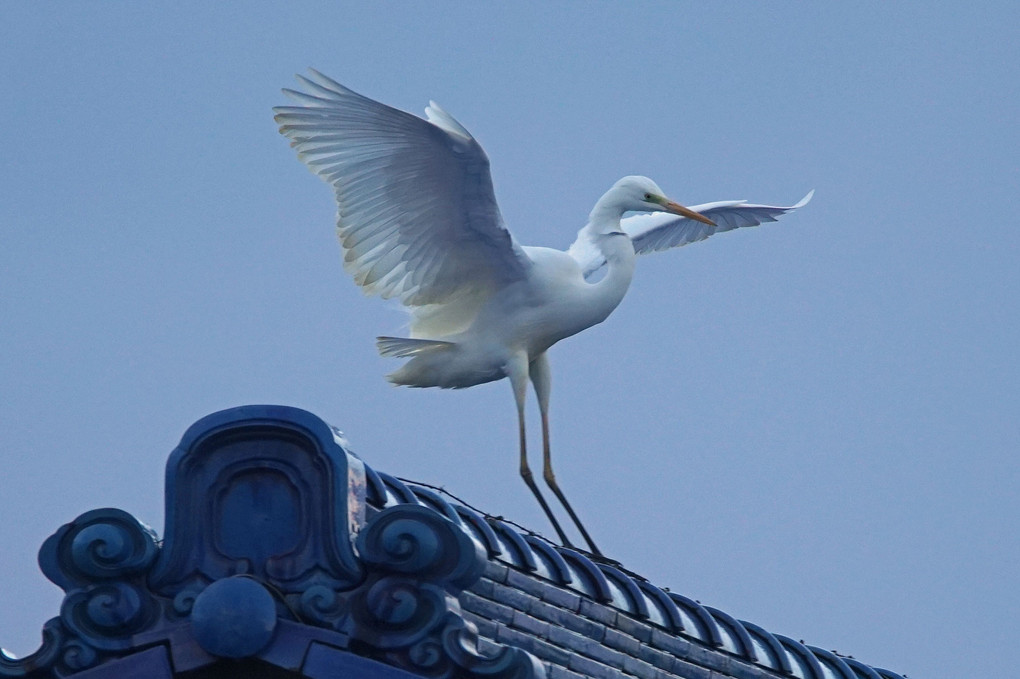 けさの鳥たち-２