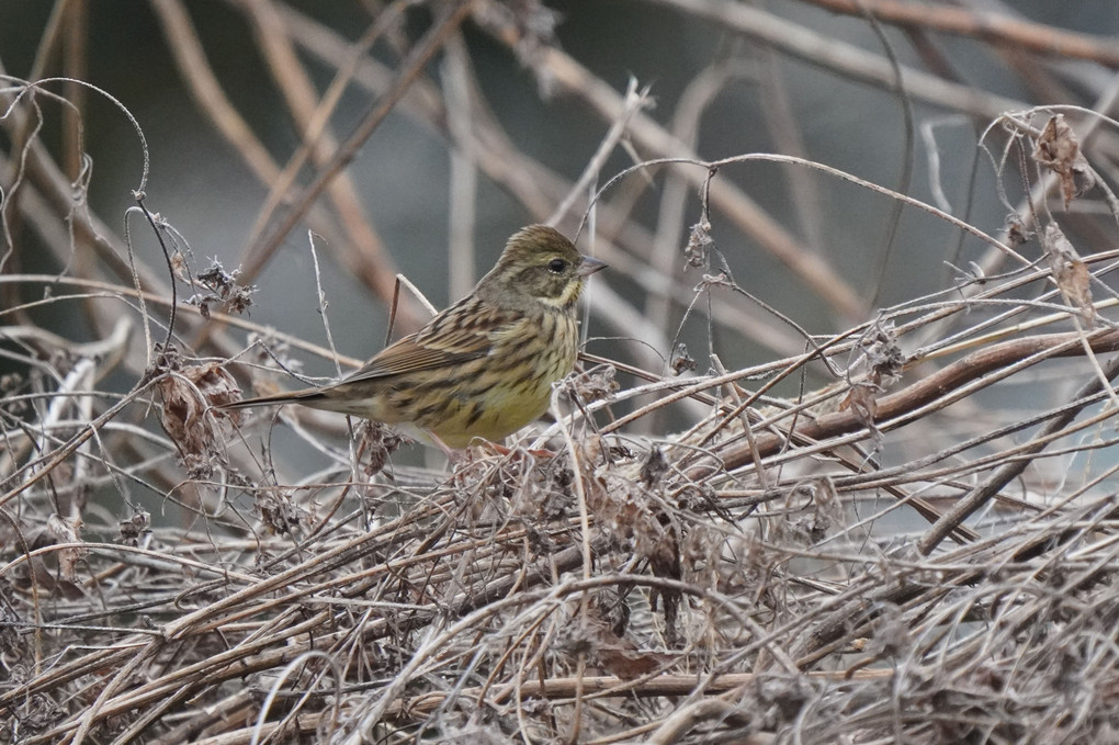 けさの鳥たち-２