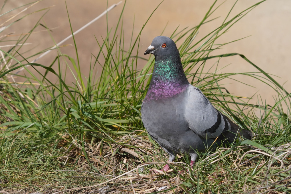 けさの鳥たち-１