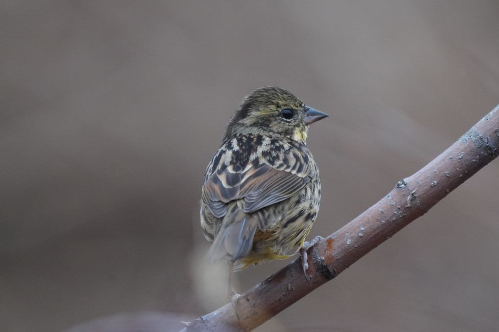 けさ(雨)の鳥たち-３