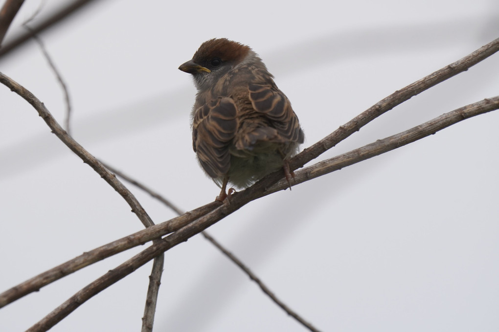 けさの鳥たち