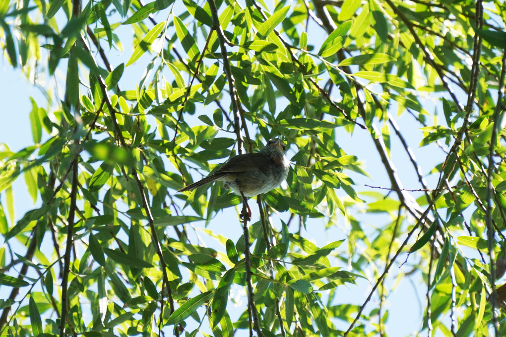 ワイルドネイチャープラザの鳥たち-２