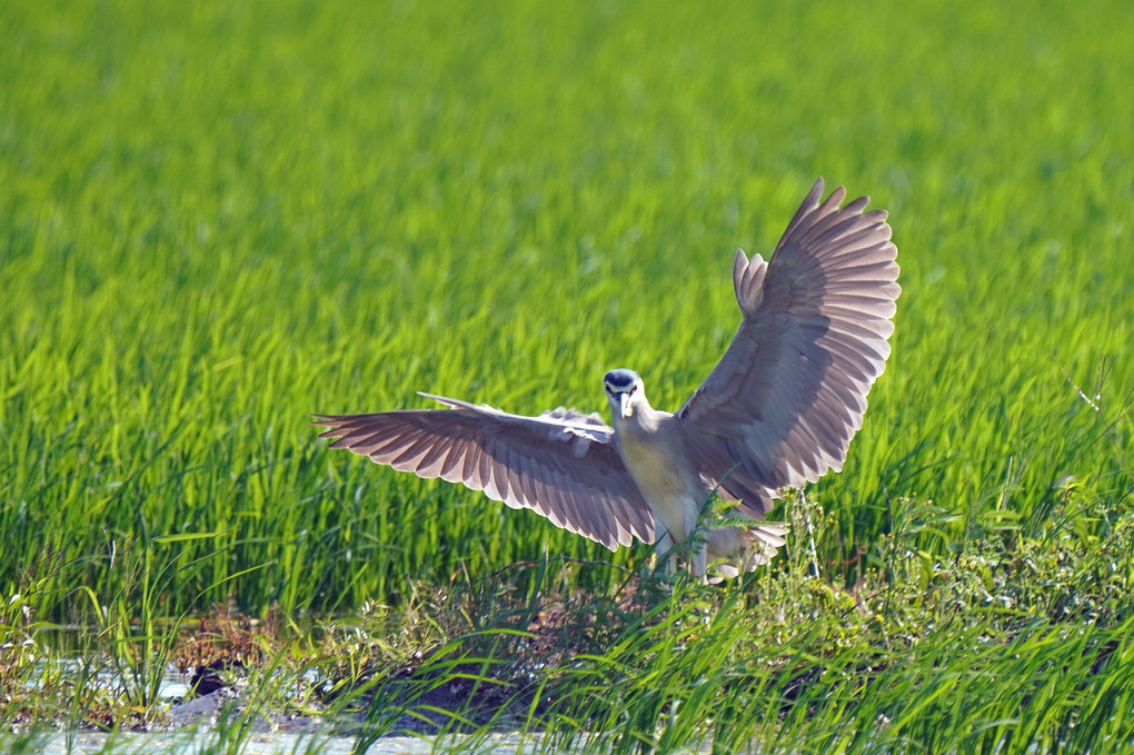 けさの鳥たち-１