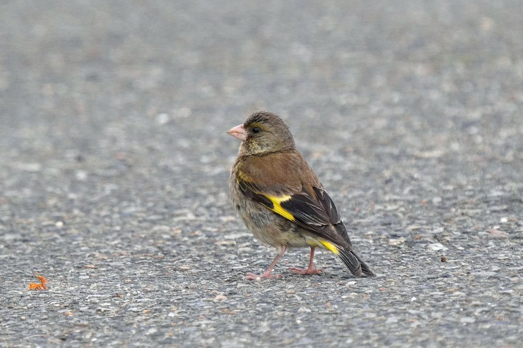 けさのカワラヒワたち