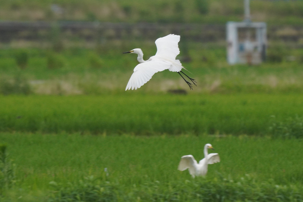 けさ(雨)のサギたち