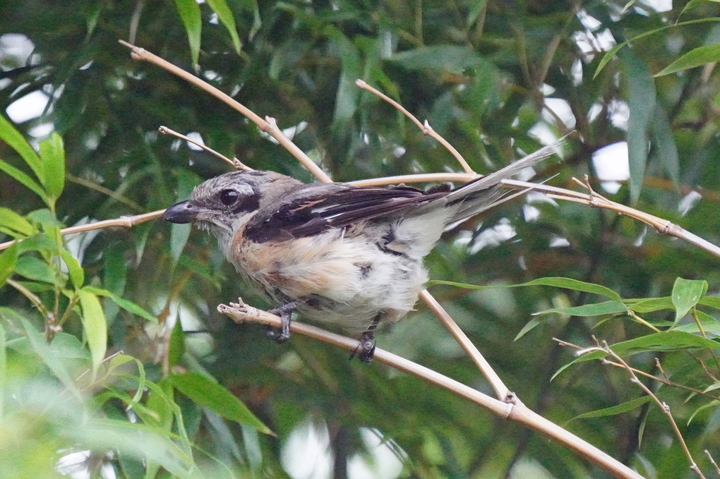 けさの鳥たち-１