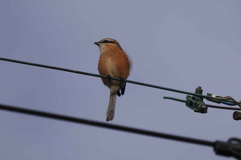 けさの鳥たち