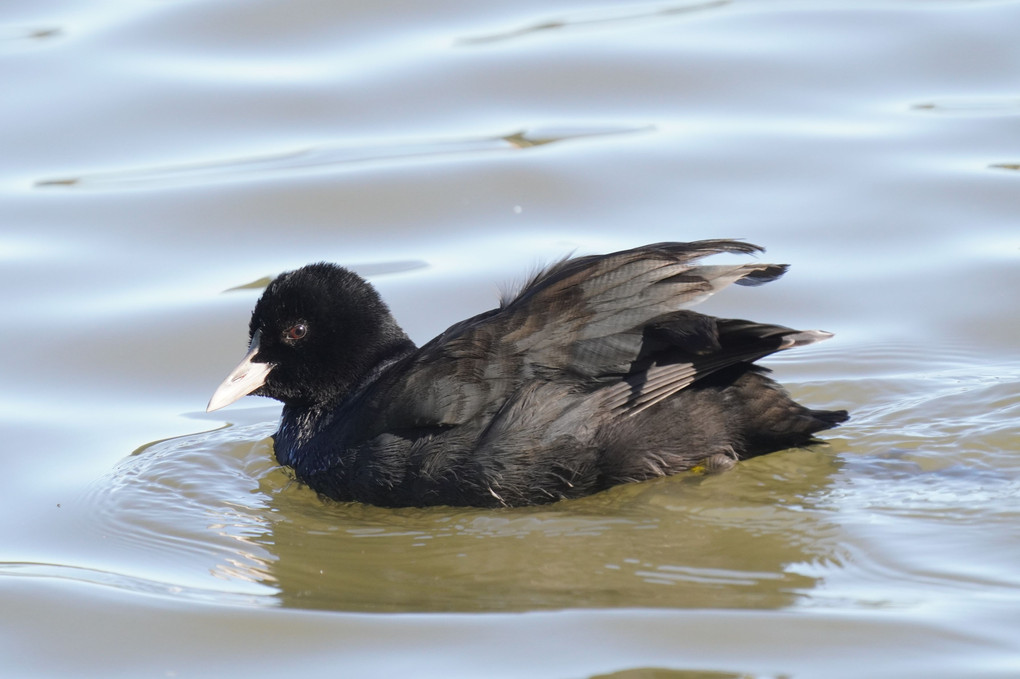 佐鳴湖の昼の動物・鳥たち