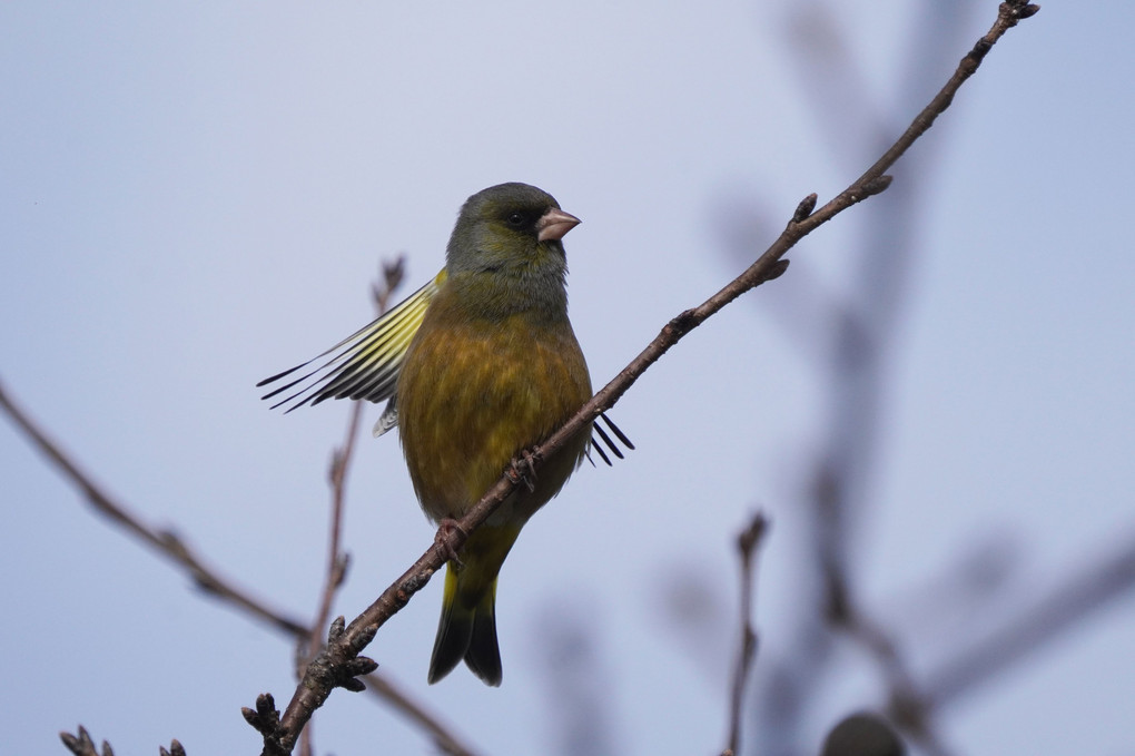 今日の鳥たち