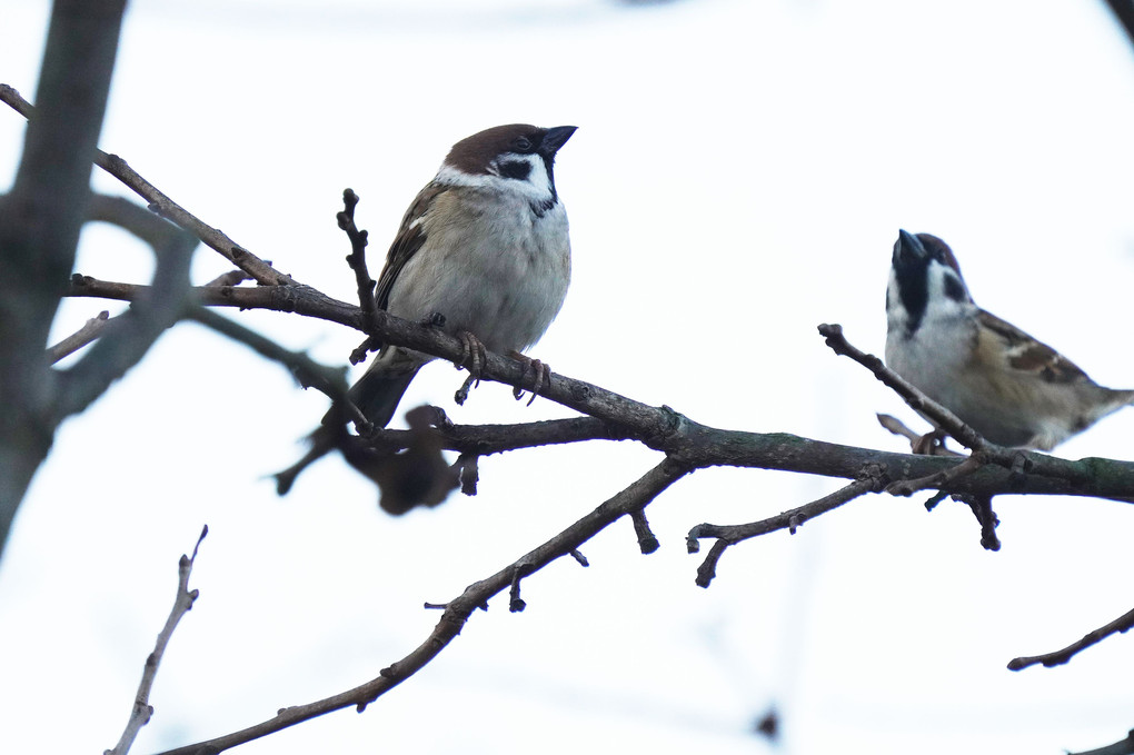 けさの鳥たち-２