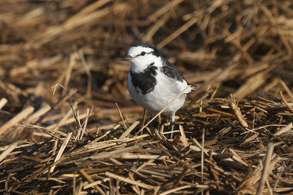 けさの鳥たち