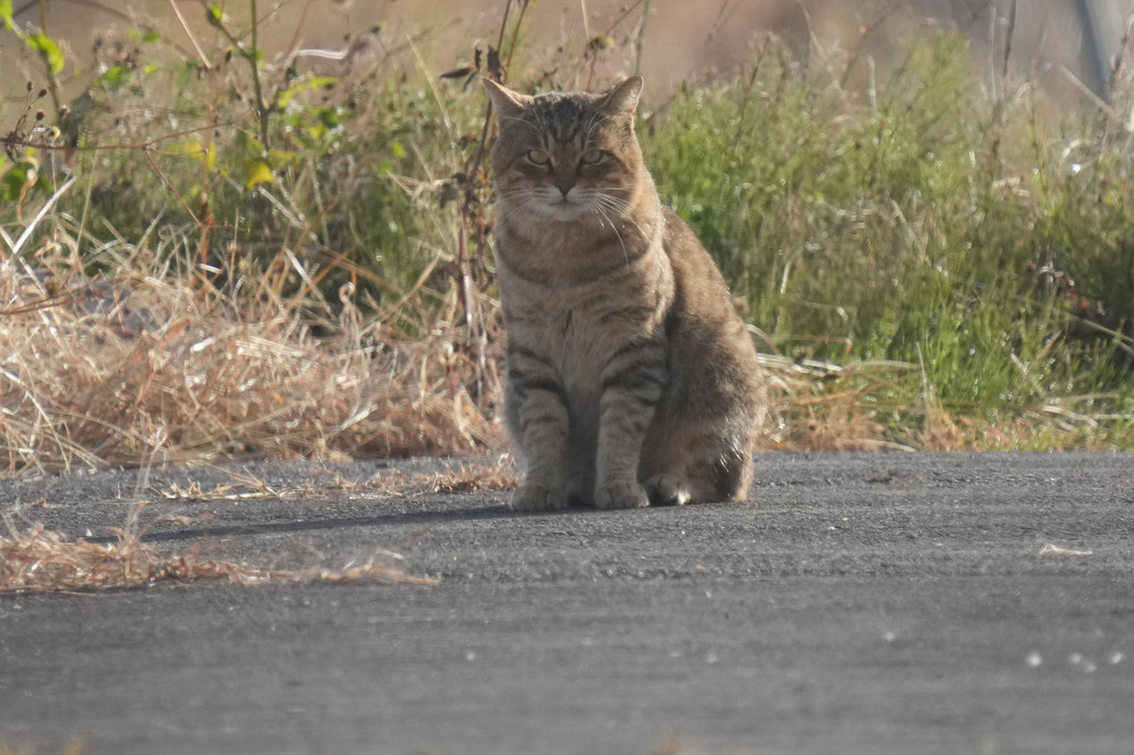 けさの野良