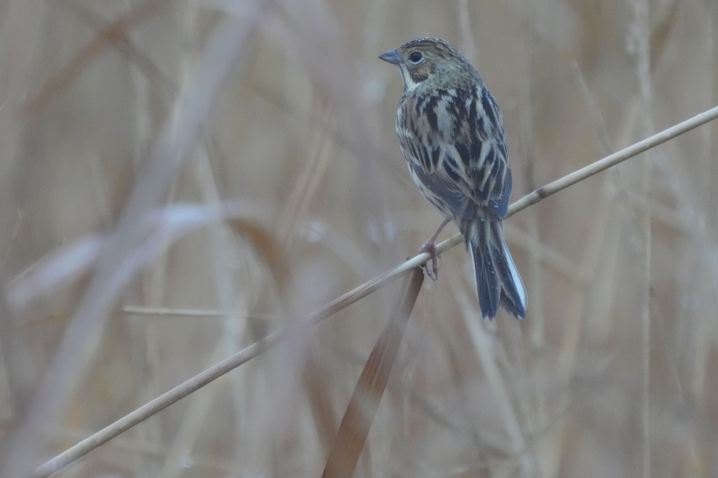 けさ(雨)の鳥たち