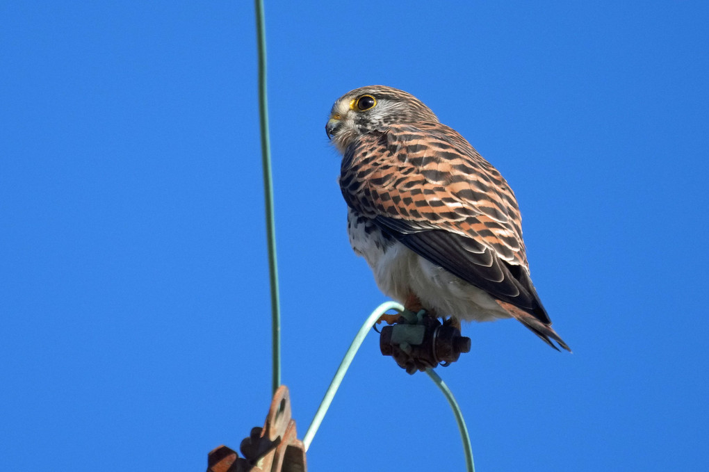 けさの鳥たち