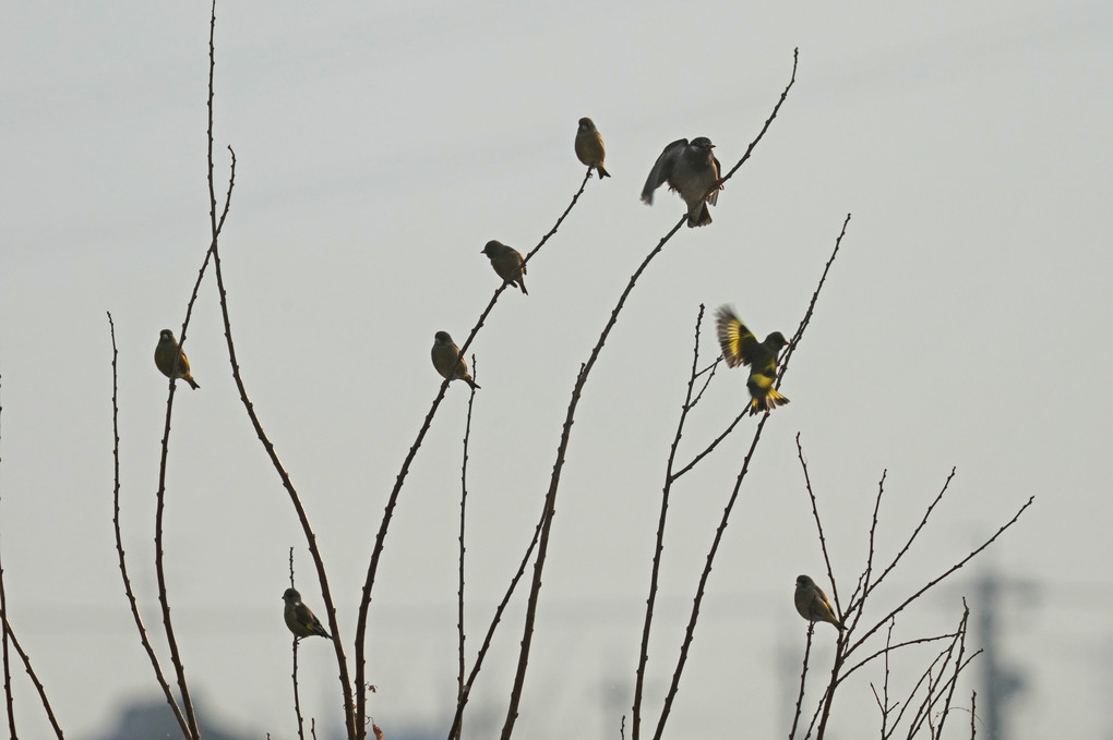 けさの鳥たち-１