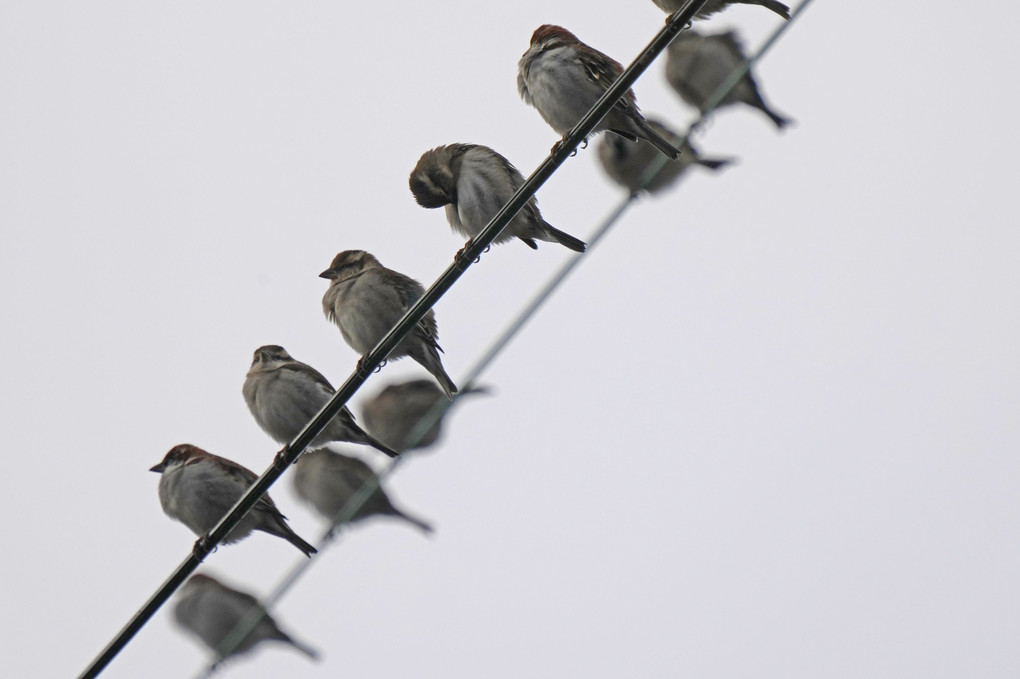 けさの鳥たち-２