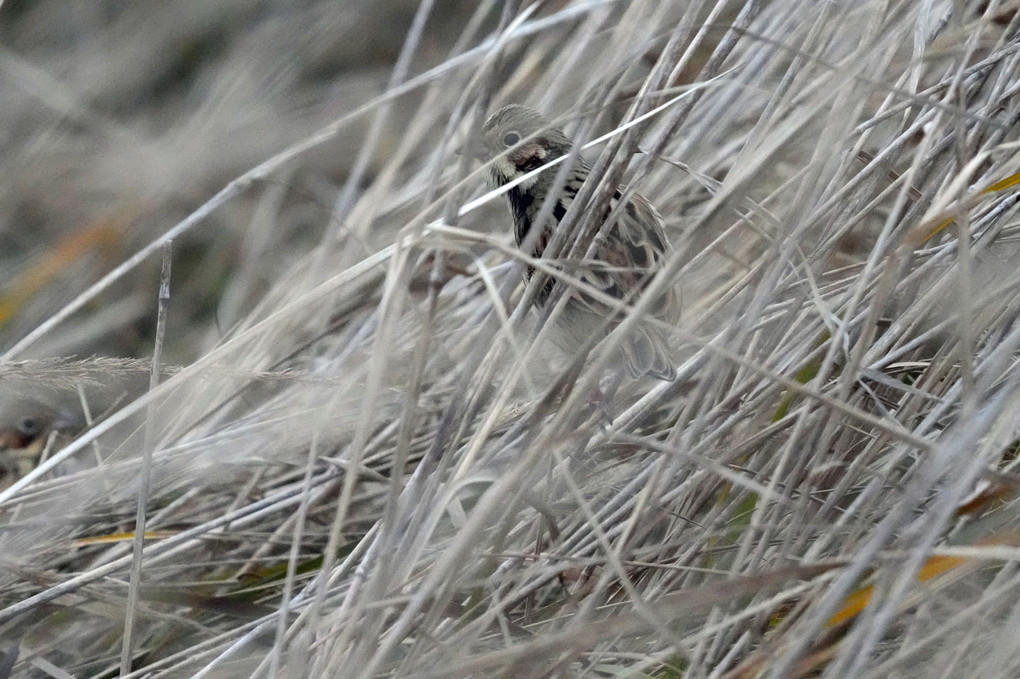 けさの鳥たち-１