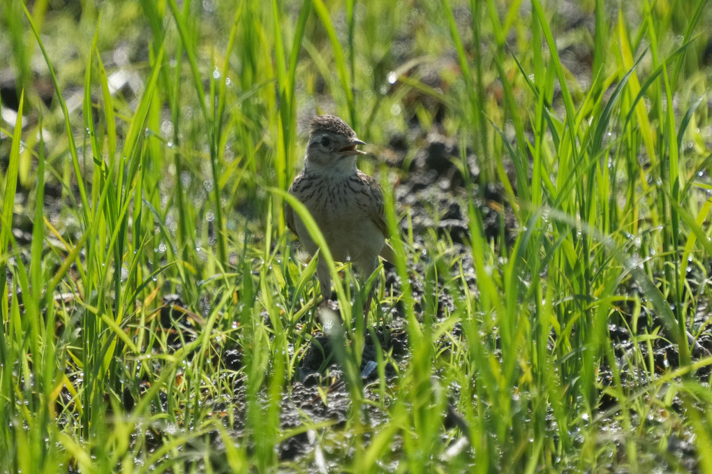 けさのヒバリたち