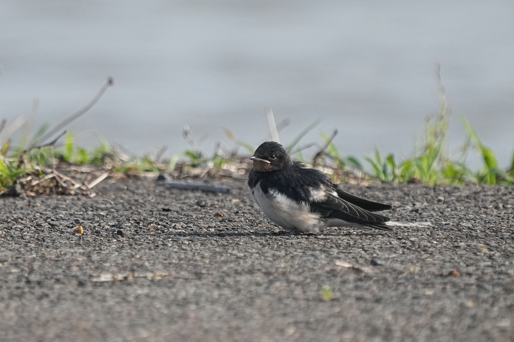 けさの鳥たち-１