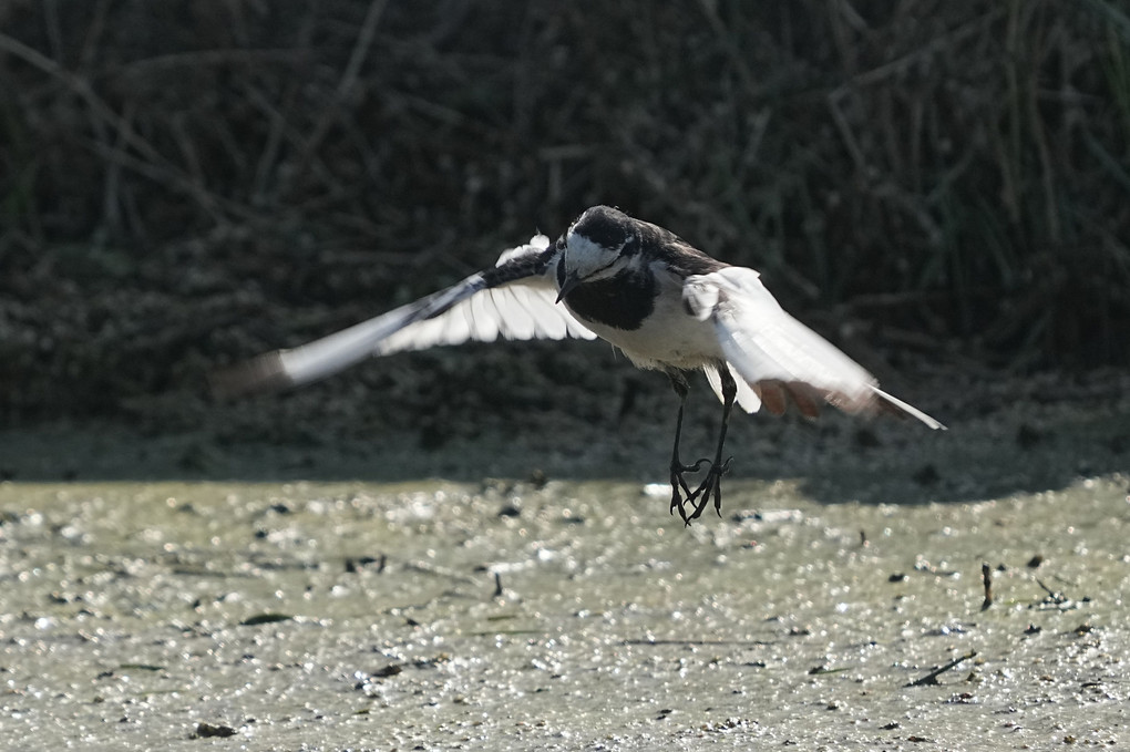 けさの鳥たち-２